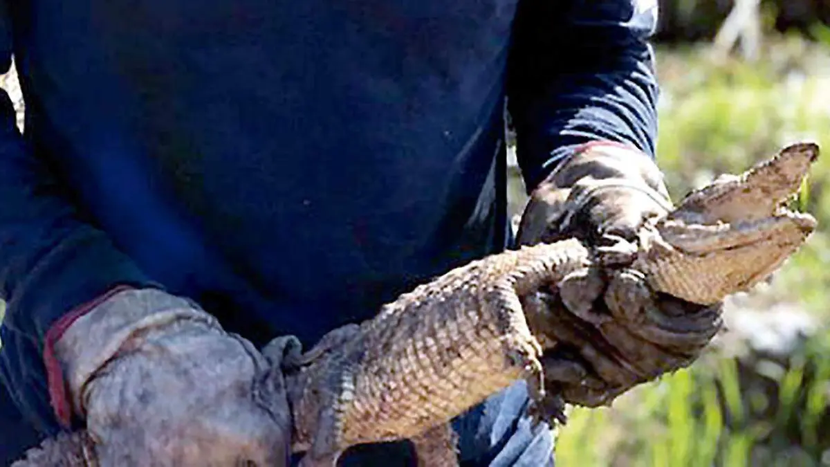 Cocodrilo hallado en el arroyo de Xaloco Tlaltenango